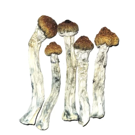 Psilocybe Azurescens Mushrooms